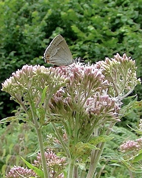 purple hairstreak